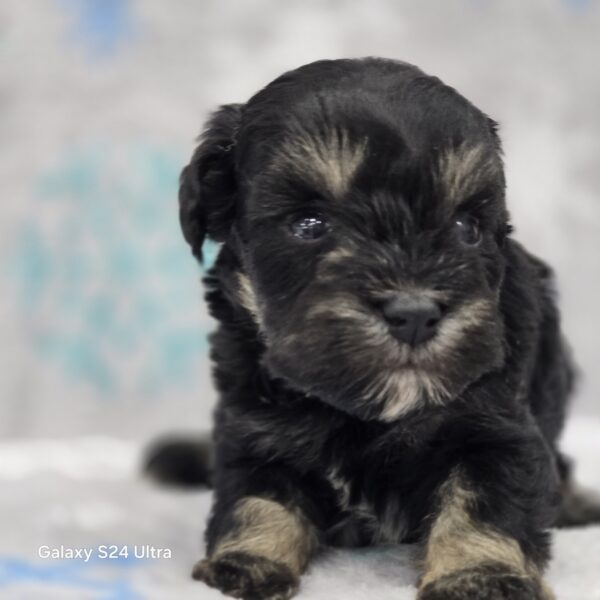 AKC Tate (the runt) - Image 7