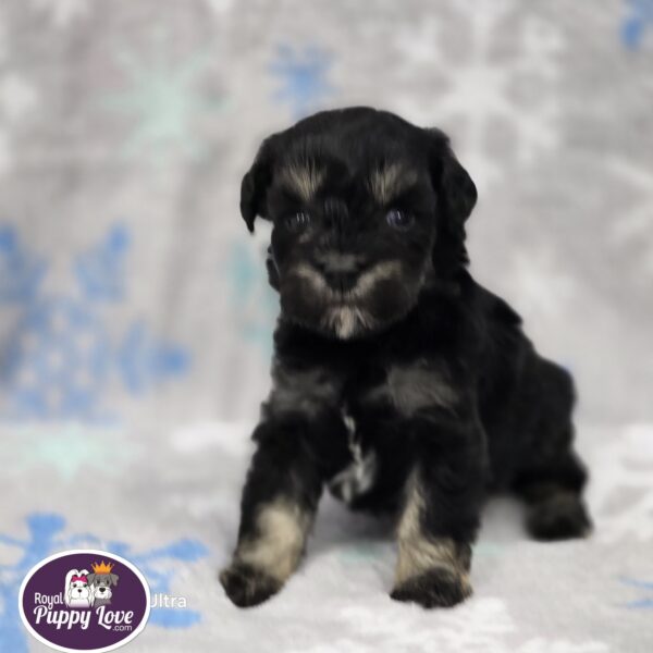 AKC Tate (the runt) - Image 4