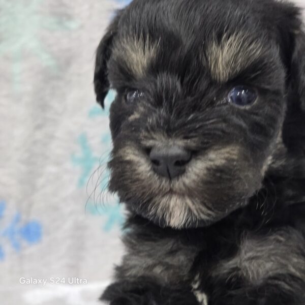 AKC Tate (the runt) - Image 8