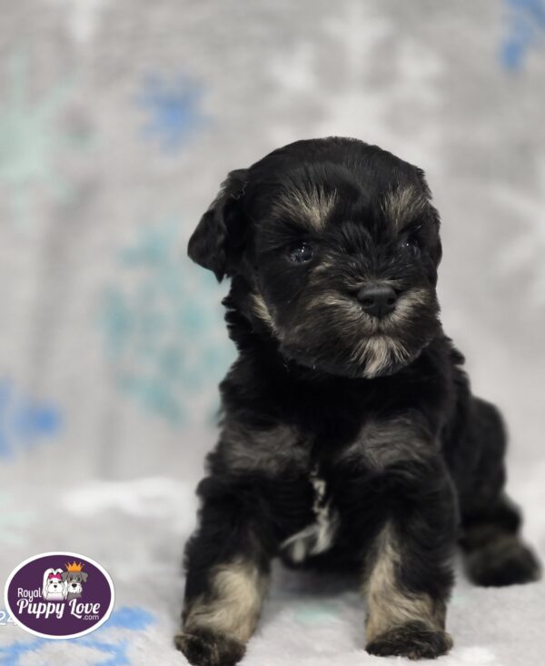 AKC Tate (the runt) - Image 2