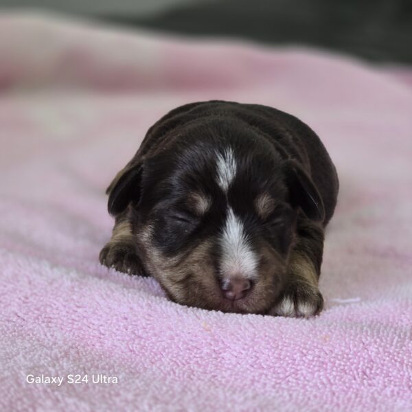 AKC Twinkle (Chocolate &Cream girl)