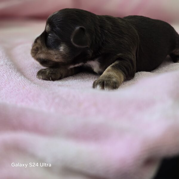 AKC Twinkle (Chocolate &Cream girl) - Image 4