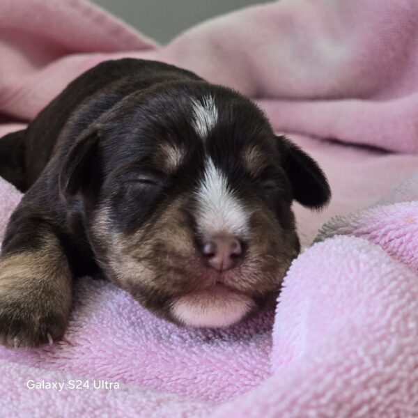 AKC Twinkle (Chocolate &Cream girl) - Image 2