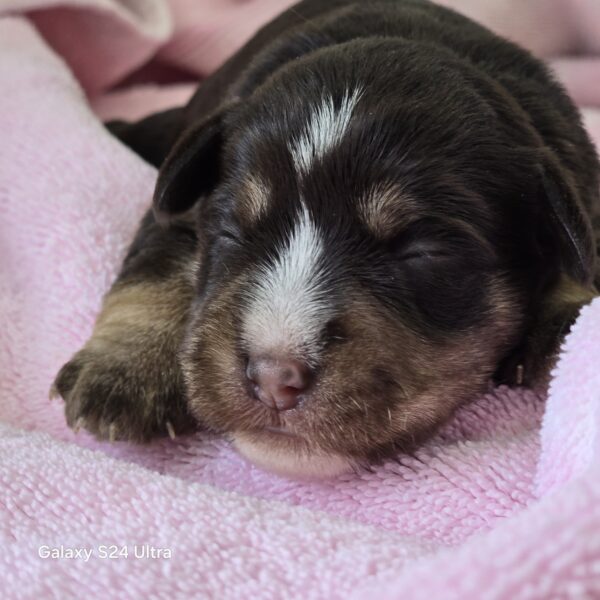 AKC Twinkle (Chocolate &Cream girl) - Image 3