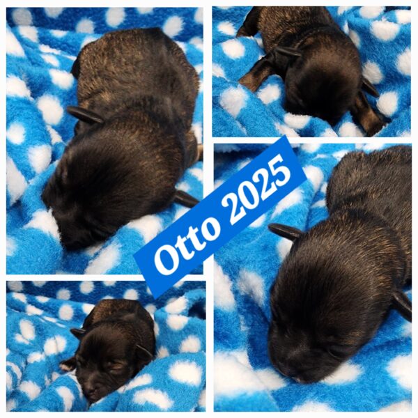 AKC Otto (Sold) Congrats to London B. in VA!