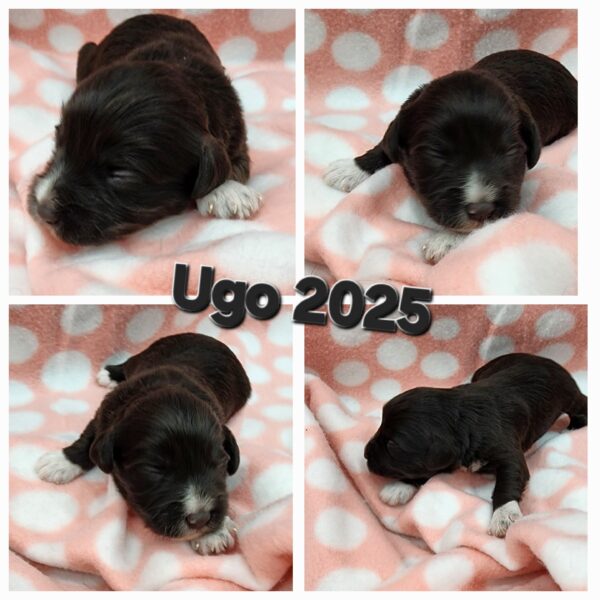 AKC UGO (Liver boy)