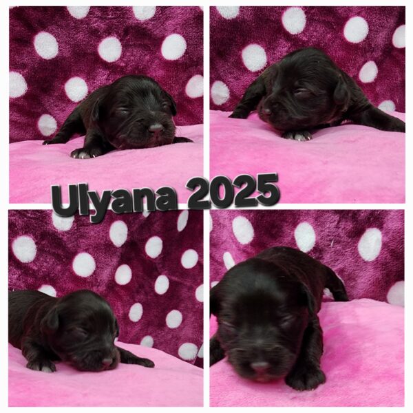 AKC Ulyana (LIVER GIRL)