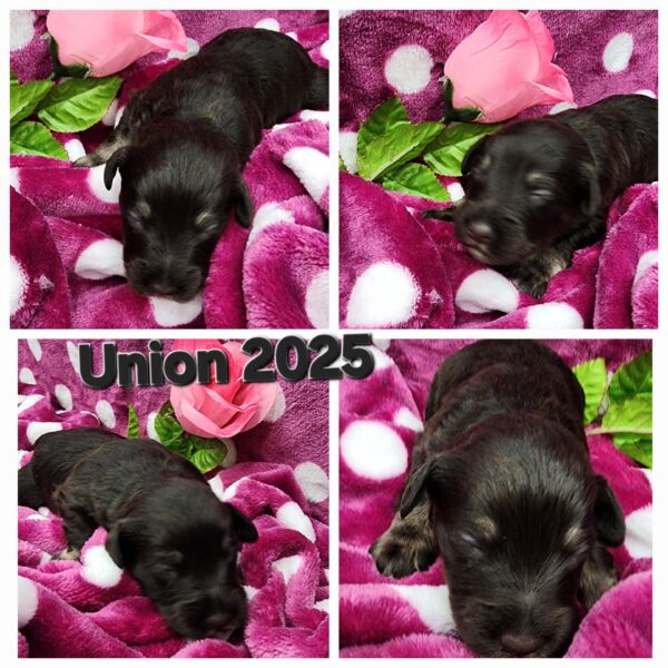 AKC Union (Chocolate boy)