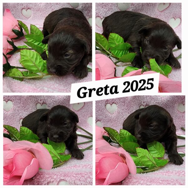 AKC Greta (Chocolate girl)