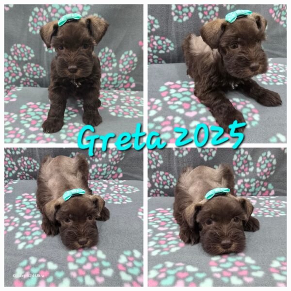 AKC Greta (Chocolate girl)