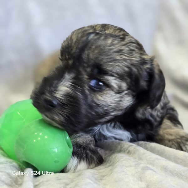AKC Otto (Sold) Congrats to London B. in VA! - Image 4