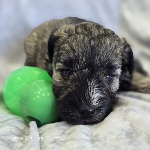 AKC Otto (Sold) Congrats to London B. in VA! - Image 3