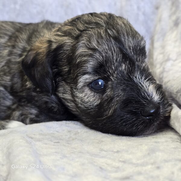 AKC Otto (Sold) Congrats to London B. in VA! - Image 6