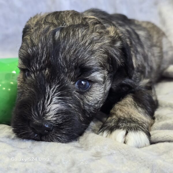 AKC Otto (Sold) Congrats to London B. in VA! - Image 2