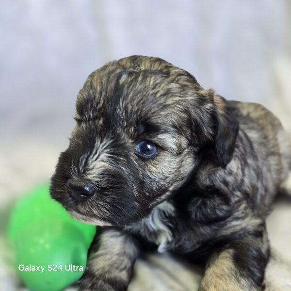 AKC Otto (Sold) Congrats to London B. in VA! - Image 5