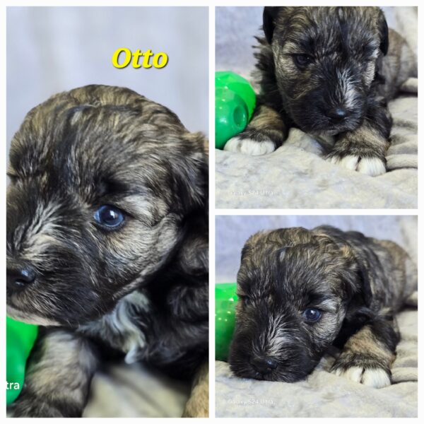 AKC Otto (Sold) Congrats to London B. in VA!