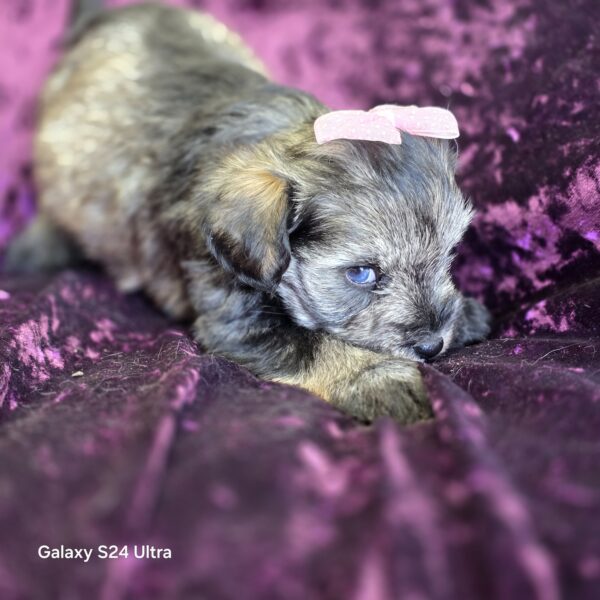 AKC Esme (Blue eyed salt & Pepper girl) - Image 2