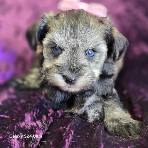 AKC Esme (Blue eyed salt & Pepper girl) - Image 7
