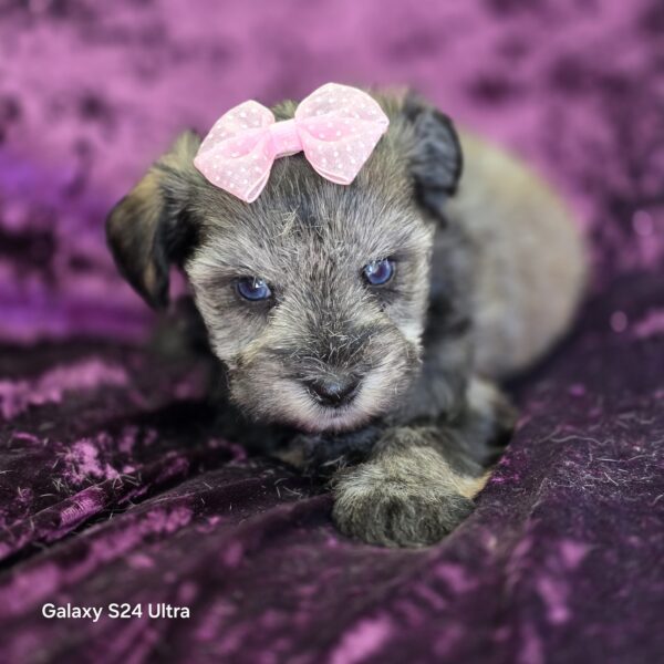 AKC Esme (Blue eyed salt & Pepper girl) - Image 4