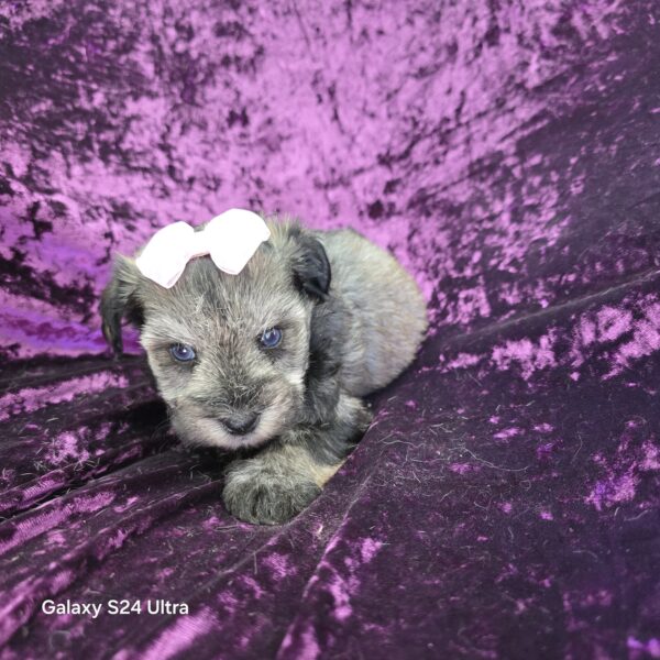 AKC Esme (Blue eyed salt & Pepper girl) - Image 3