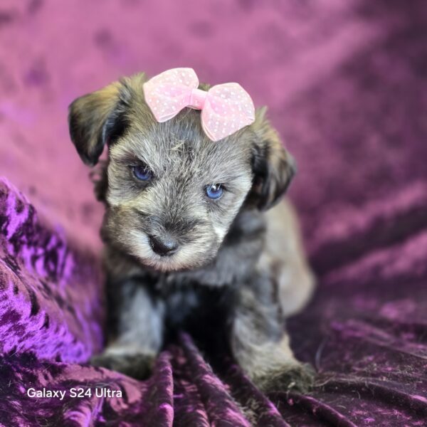 AKC Esme (Blue eyed salt & Pepper girl) - Image 6