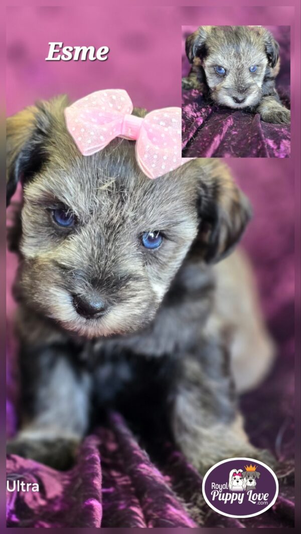 AKC Esme (Blue eyed salt & Pepper girl)