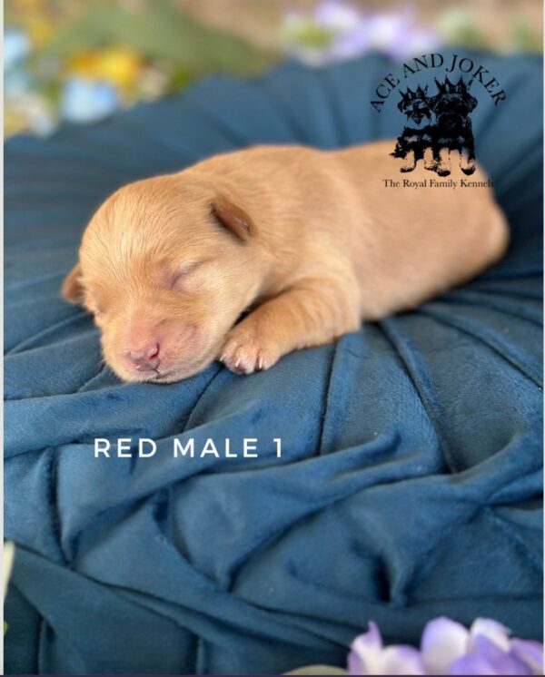 AKC Maxwell (Rare Red BOY)