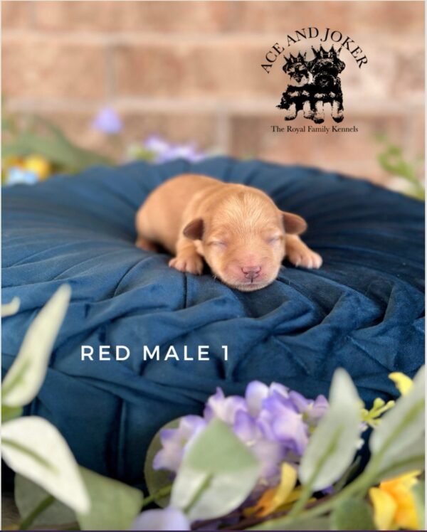 AKC Maxwell (Rare Red BOY) - Image 4