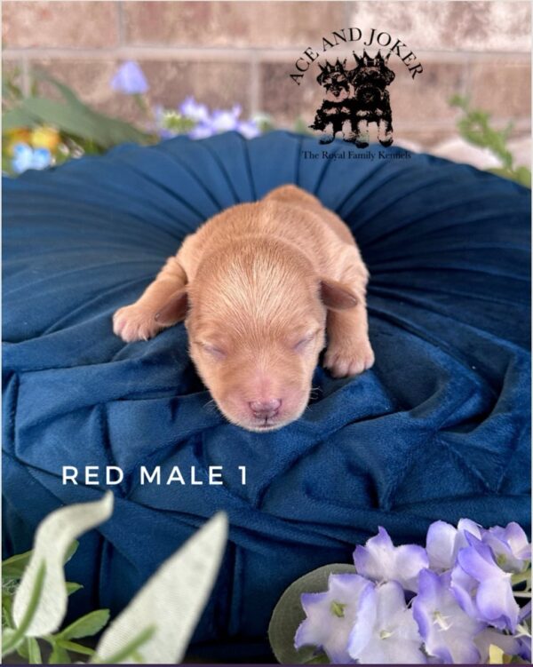 AKC Maxwell (Rare Red BOY) - Image 5
