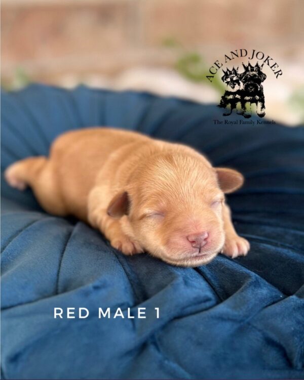 AKC Maxwell (Rare Red BOY) - Image 3