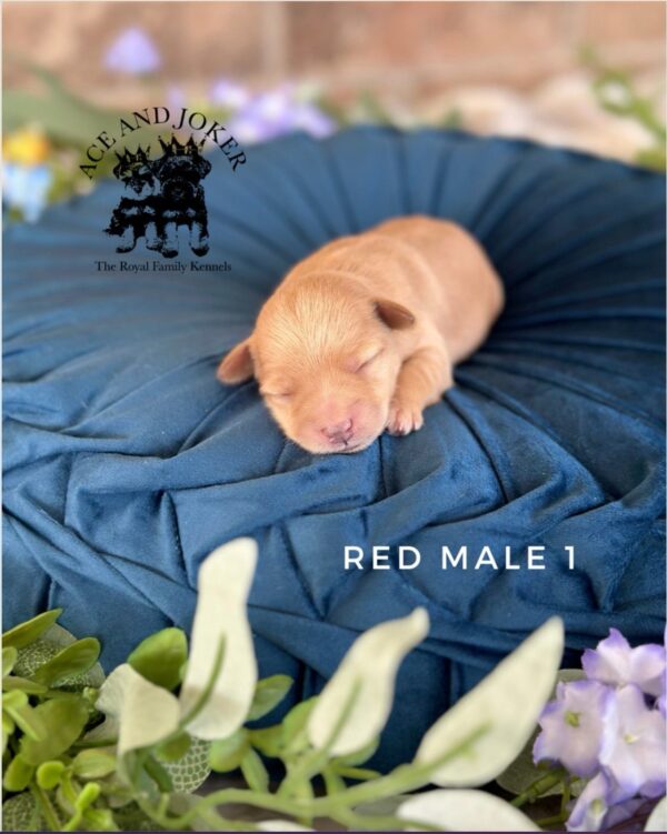 AKC Maxwell (Rare Red BOY) - Image 2