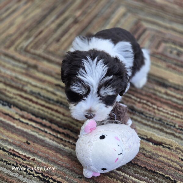 AKC Xenia (Chocolate parti) girl - Image 4
