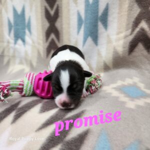 PROMISE (Chocolate Parti Girl)