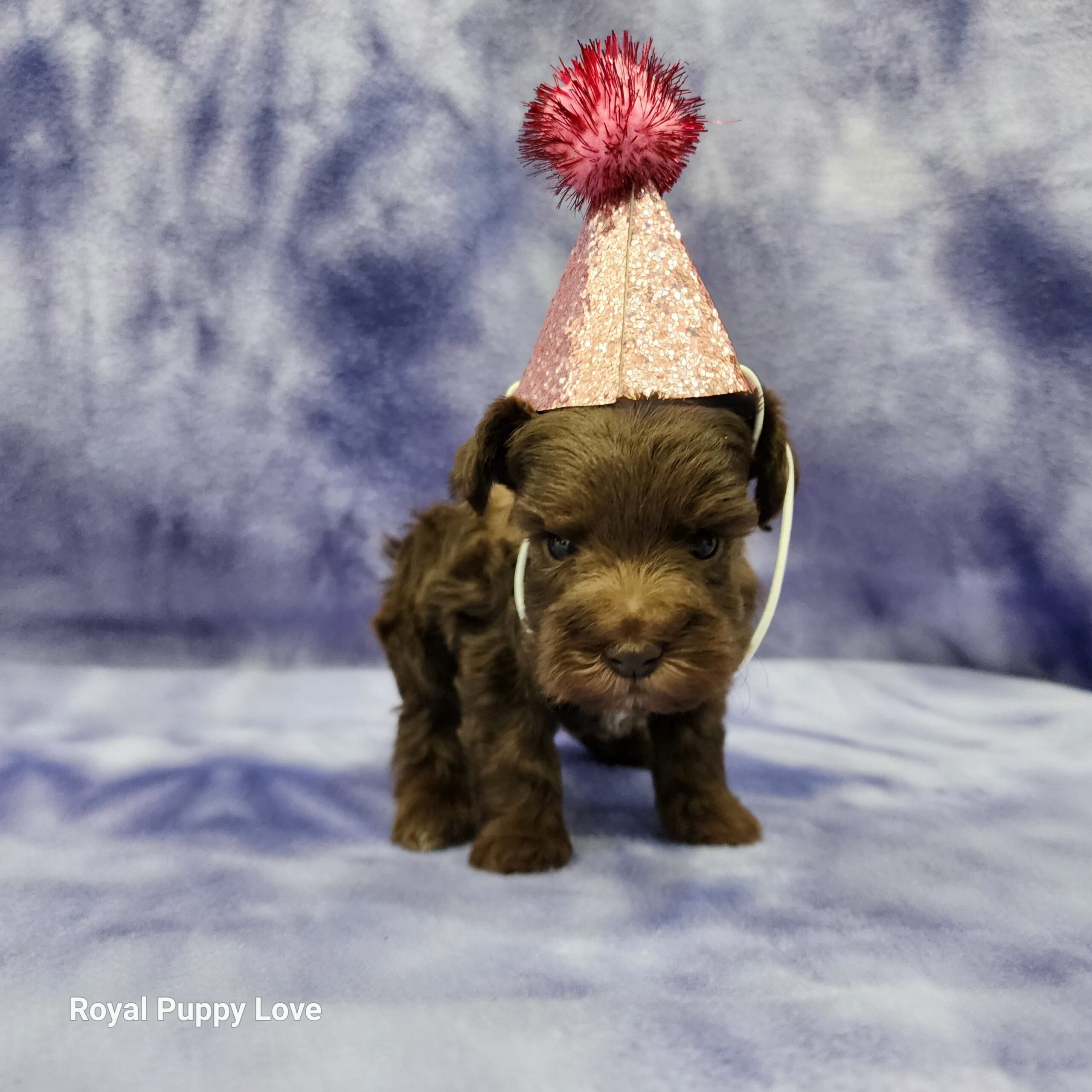 Elly (sold) Congrats to Paw W. in OKC! - Image 7