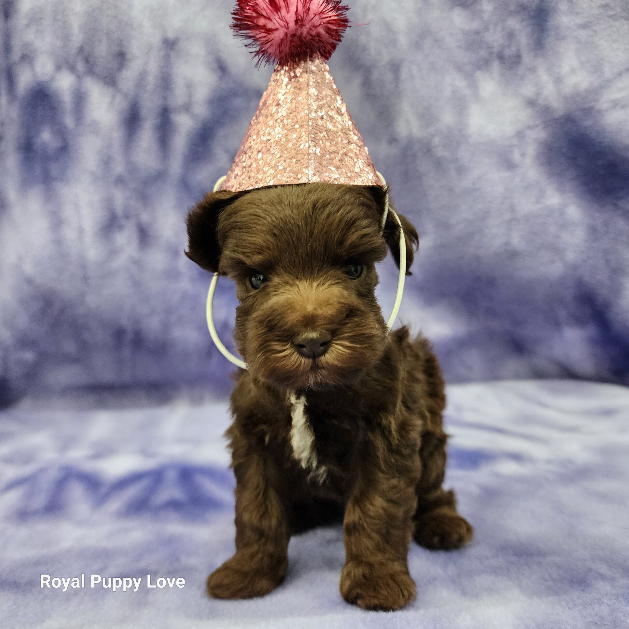 Elly (sold) Congrats to Paw W. in OKC! - Image 3