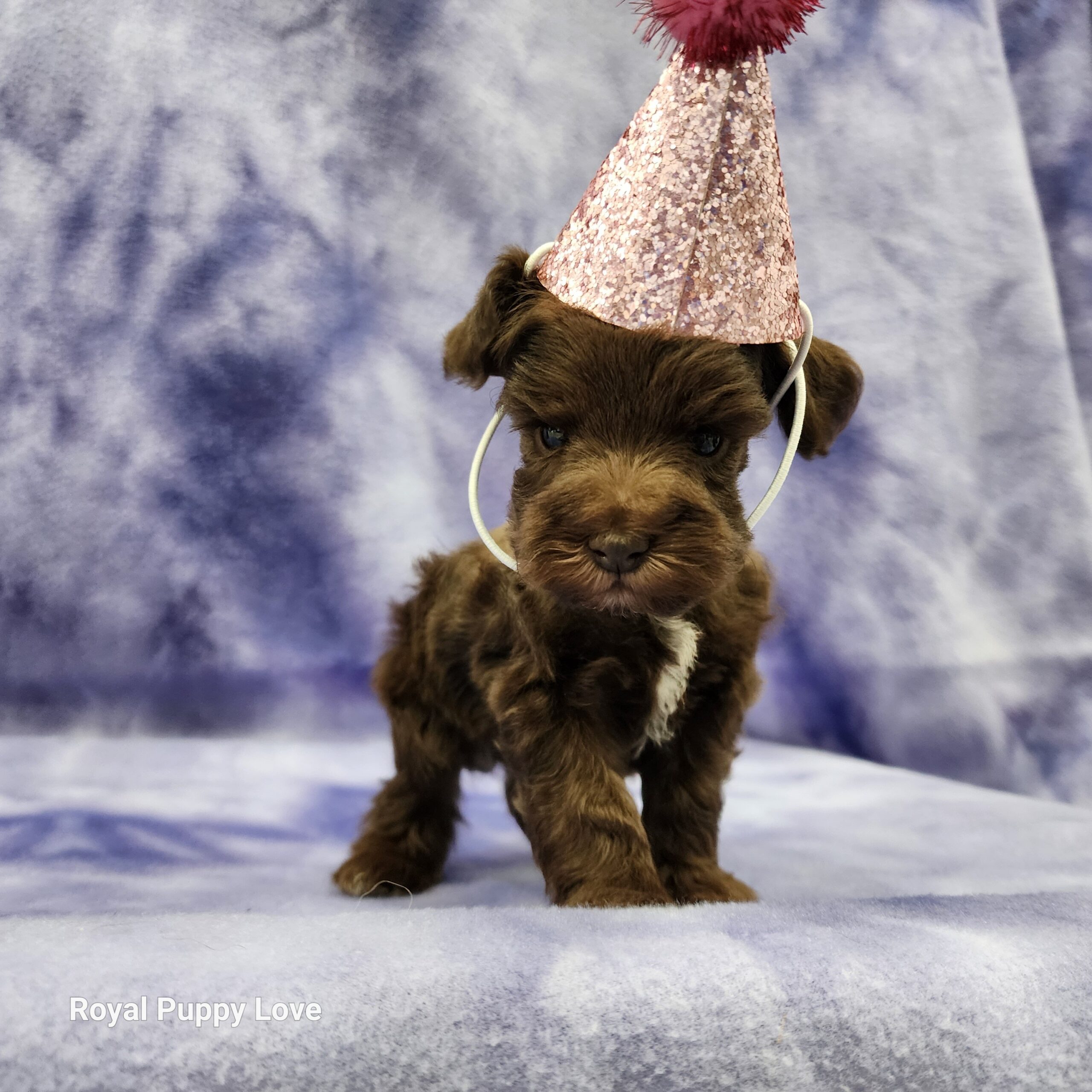 Elly (sold) Congrats to Paw W. in OKC! - Image 5