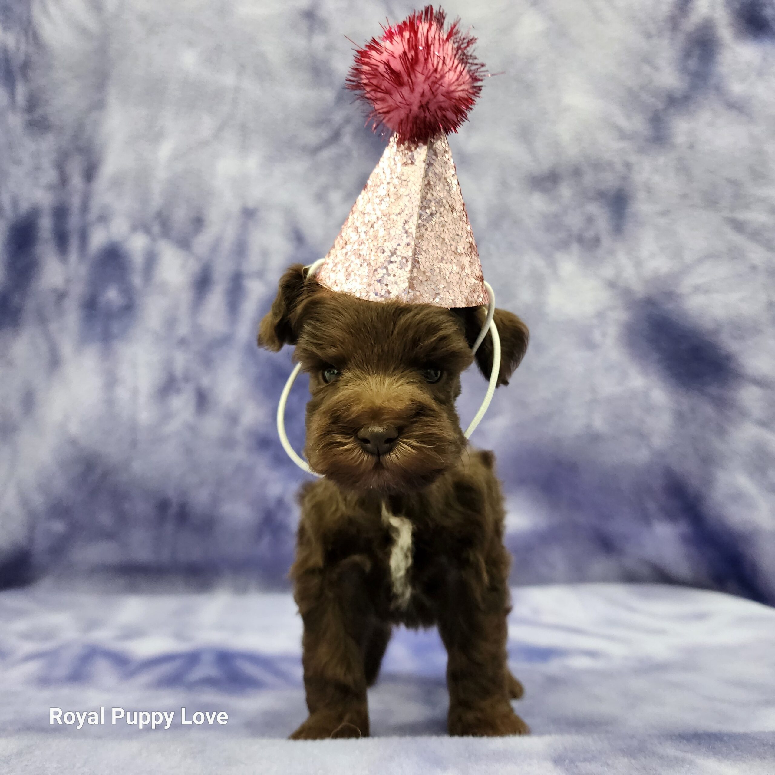 Elly (sold) Congrats to Paw W. in OKC! - Image 6