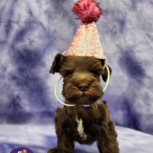 Elly (sold) Congrats to Paw W. in OKC!