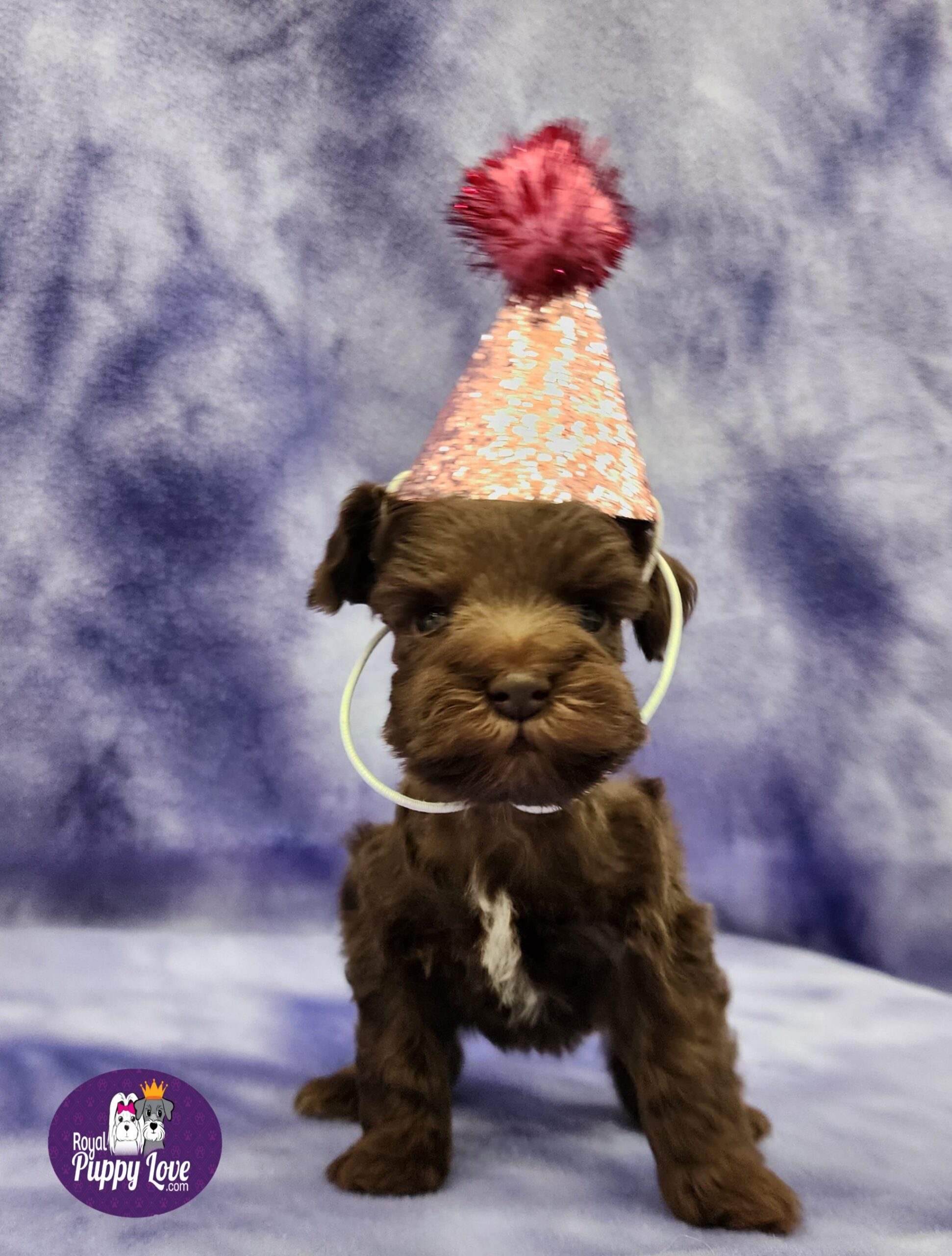 Elly (sold) Congrats to Paw W. in OKC!