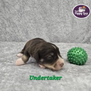 UNDERTAKER ( CHOCOLATE BOY)