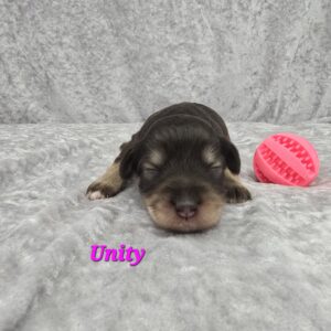 UNITY ( CHOCOLATE AND CREAM PHANTOM GIRL)