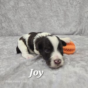 Joy (liver parti girl)