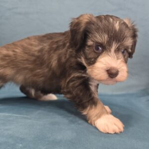 UNDERTAKER ( Blue eyes CHOCOLATE Sable BOY)