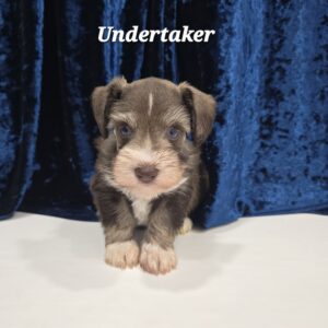 UNDERTAKER ( sold) Congrats to Mathew D. in TX!