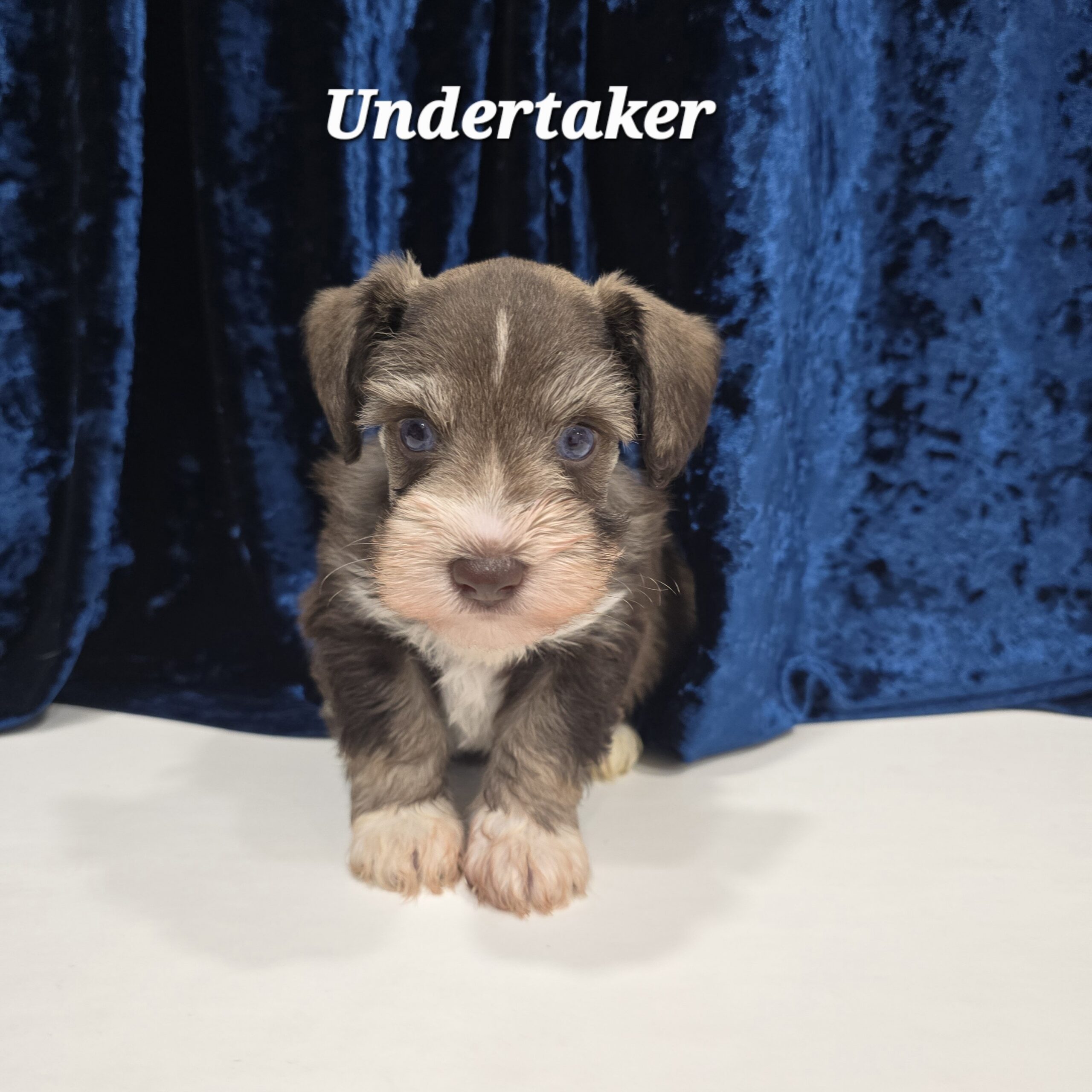 UNDERTAKER ( sold) Congrats to Mathew D. in TX!