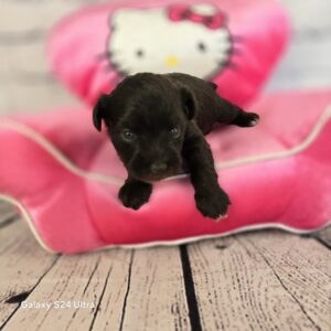 AKC Demi (Liver Toy Size girl)