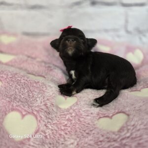 AKC Devin (Liver & Cream Toy Size girl)