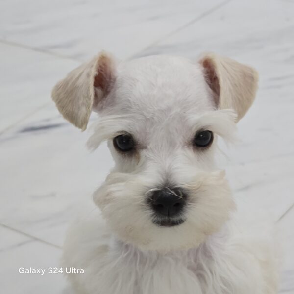 AKC Frisco (White Toy size boy) - Image 2