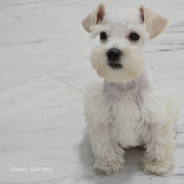 AKC Frisco (White Toy size boy)