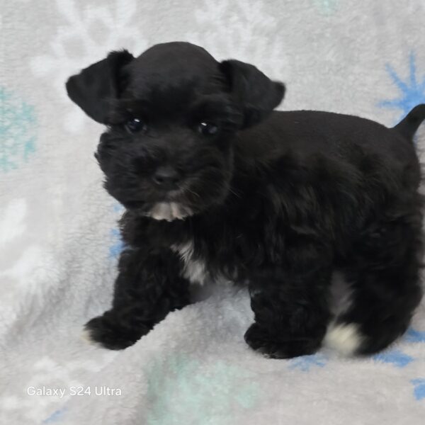 AKC Volcano (Toy size Black boy) - Image 2